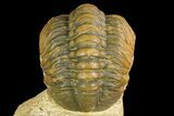 Partially Enrolled Reedops Trilobite - Atchana, Morocco #161452-3